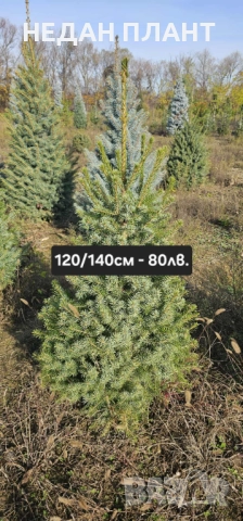 Живи коледни дръвчета (на бала), снимка 4 - Градински цветя и растения - 52648895