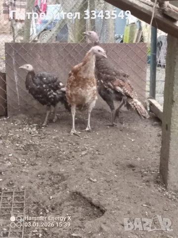 Продавам малки пуйчета, снимка 6 - Кокошки и пуйки - 52966687