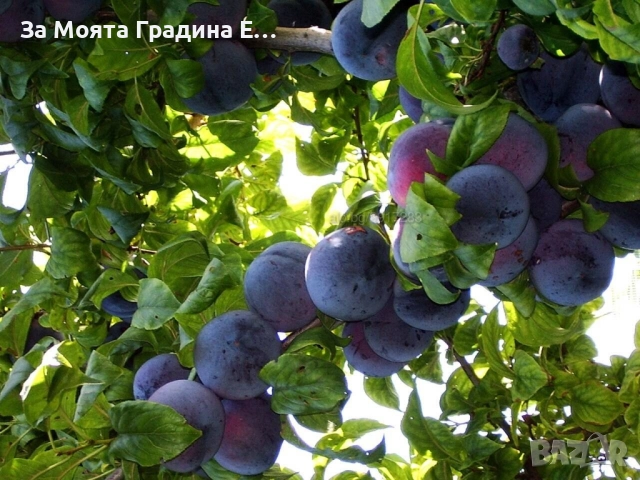 Слива - Анджелино, снимка 2 - Градински цветя и растения - 52529954