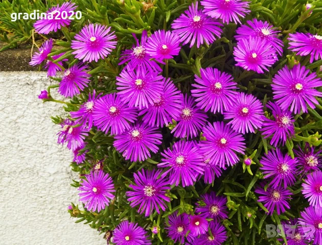 Делосперма лилава / Delosperma Cooperi table mountain / Налични 3 цвята, снимка 8 - Разсади - 49967244