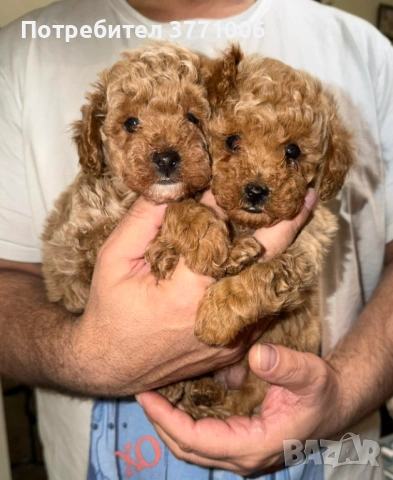 Пудел той, снимка 8 - Пудели - 53498812