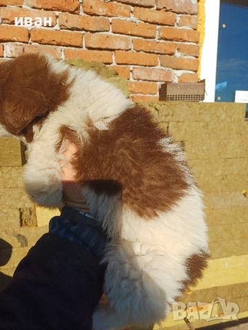 бок каракачанка , снимка 6 - Каракачанска овчарка - 52791726