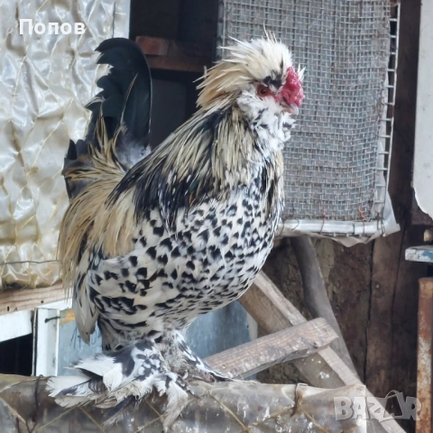 Продавам джинки, снимка 4 - други­ - 52724850