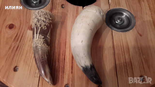 Два броя рога интересни за декорация 15лв за брой , снимка 7 - Декорация за дома - 36513745