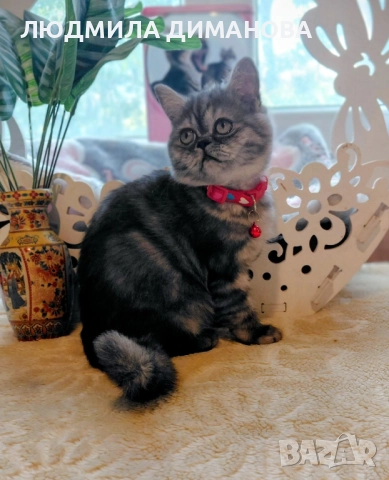 Персийско екзотично момиче., снимка 5 - Персийска - 52655649