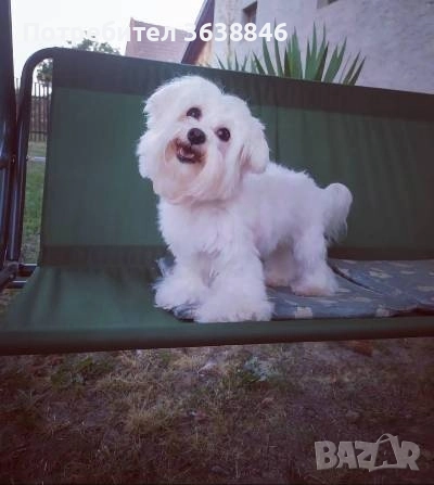 Мини малтийска болонка, снимка 5 - Болонка - 51704358