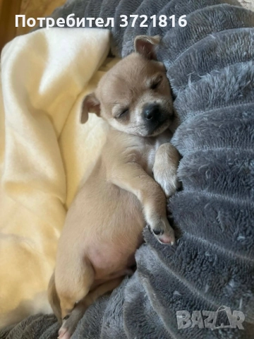 Мъжко чихуахуа на 60 дни с паспорт и две ваксини , снимка 7 - Чихуахуа - 52696074