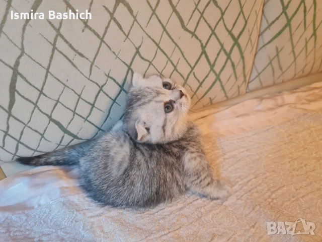 Британчета , снимка 4 - Британска късокосместа - 53086558