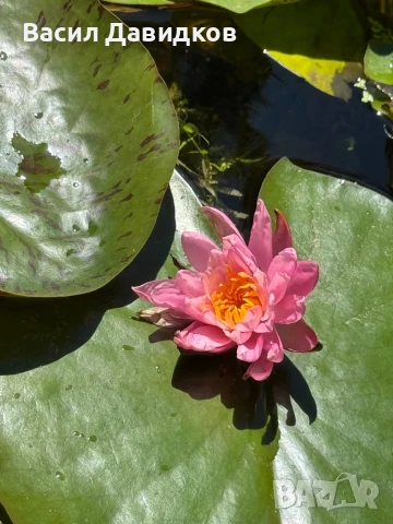 Растения за езеро ,лилии , предлагам и риби езерни , снимка 13 - Други - 50777184