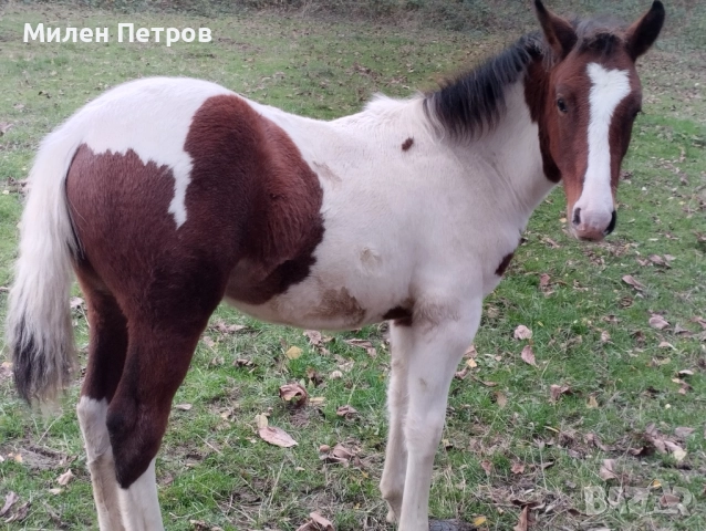 коне, снимка 3 - Коне - 52392950