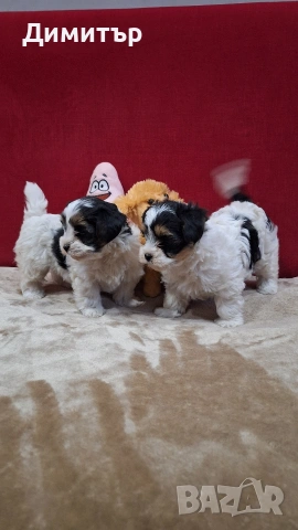 Бийвър йоркширски териер, снимка 3 - Йоркширски териер - 53458898