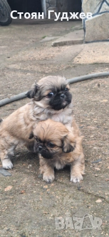  пекинезчета, снимка 6 - Пекинез - 53221818