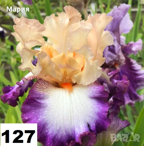 Сортови вискоки ириси /брадати ириси, снимка 7 - Сортови семена и луковици - 46410355