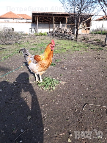 Петли и кокошки Пловдив , снимка 6 - други­ - 52627686