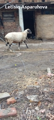 Продавам редовна овца, снимка 2 - Овце - 52580969