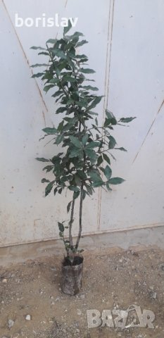 Промоция на дафинов лист - лаврово дърво