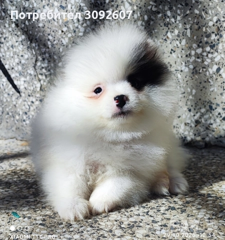 Померанче момче , снимка 4 - Померан - 52230751