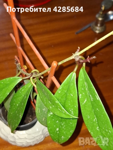 хоя пубикалукс /пепел от рози тъмна /, снимка 18 - Стайни растения - 50045816