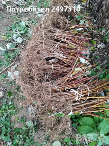 Продавам разсад малини , снимка 2 - Разсади - 53508278