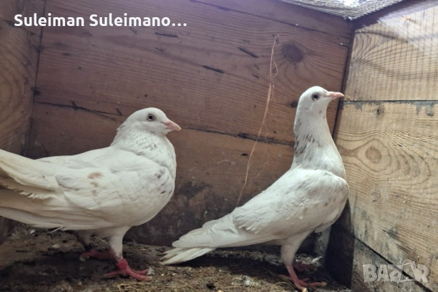 Кенери 15 евро двата