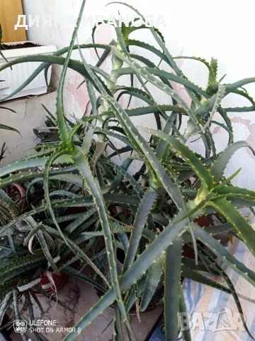 ЖЪЛТА КЛИВИЯ, АЛОЕ ARBORESCENS И АЛОЕ BARBADENSIS., снимка 13 - Стайни растения - 49868477