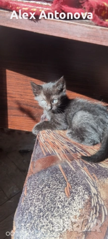 Коледни бижута, снимка 6 - Други стоки за дома - 52421660