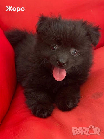 Померан мини шпиц, снимка 1