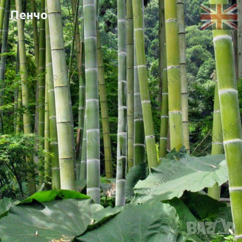 100 бр. Бамбукови Семена гигантски бамбук Moso Bambo градински декоративни растения декорация за гра, снимка 7 - Сортови семена и луковици - 28244727