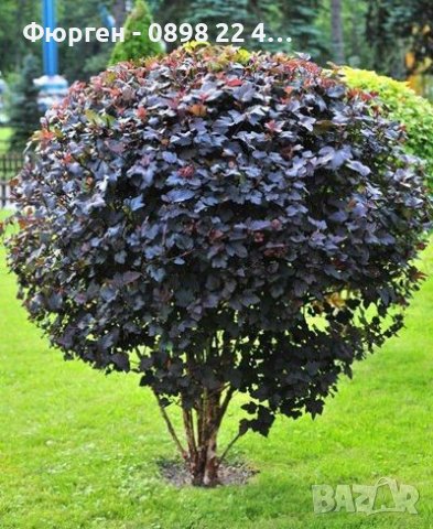 ФИЗОКАРПУС ПУРПУРЕН-Бързо ръстящ храст достигащ до 200см.