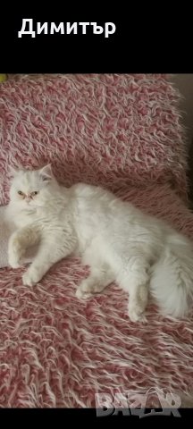 Персийски котки: Продавам Персийска котка - Русе: - Обяви на хит цени —  Bazar.bg