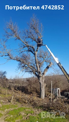 Продавам масивен орехов ствол – 80 см диаметър, снимка 4 - Дърва за огрев - 53539446