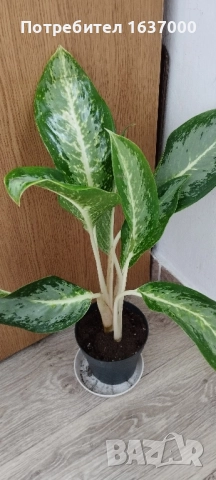 Аглаонема" Млечен път" 