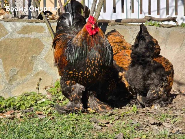 Продавам разплодни яйца от Златно кантирана Брама/Gold Laced Brahma, снимка 5 - Кокошки и пуйки - 50242172
