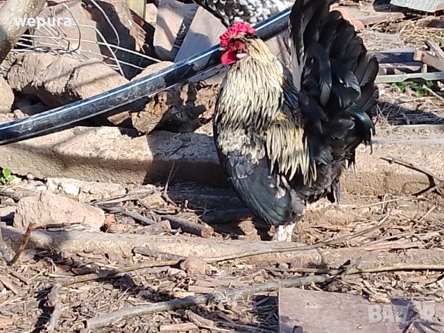 Продавам няколко декоративни петли за разплод или за красота японски кокошки и петли но, снимка 12 - Кокошки и пуйки - 39975503