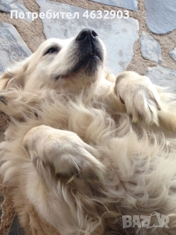 голдън ретривър момче кремаво, снимка 10 - Голдън ретривър - 52775962