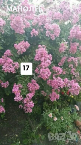 50 РЕЗНИКА В ЕДИН ПАКЕТ /видове по избор/ ЗА 20 ЛВ., снимка 18 - Градински цветя и растения - 51618754