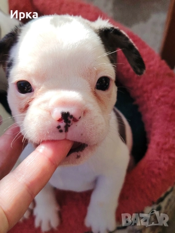 Френски булдогчета, снимка 8 - Френски булдог - 52464363