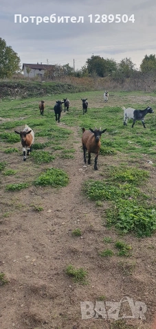 Пет женски и три мъжки мини кози, снимка 2 - Кози - 53224142