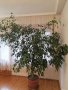 Голям фикус БЕНДЖАМИН, снимка 4