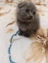 Шотландско клепоухо коте , снимка 4