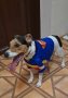 Весели дрешки за кучета- супергерои Superman/ Bathman /Wonder woman, снимка 5