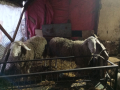 Агнета и Овце , снимка 4