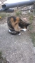 коте, снимка 6