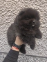 Мини померан, снимка 8
