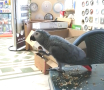 Изгубен папагал Жако, снимка 1 - Изгубени/намерени - 44844136