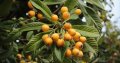 Японска мушмула (Eriobotrya japonica, Loquat) Размер 10-20см за 12лв и около 80см за 35лв  , снимка 4