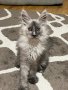 Котенце Мейн Кун, снимка 10