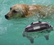 Електронен нашийник за куче,Каишка с ток,електроимпулси,вибрация, звук водоустойчив, снимка 17