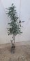 Промоция на дафинов лист - лаврово дърво, снимка 1 - Стайни растения - 14936605