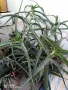 ЖЪЛТА КЛИВИЯ, АЛОЕ ARBORESCENS И АЛОЕ BARBADENSIS., снимка 13